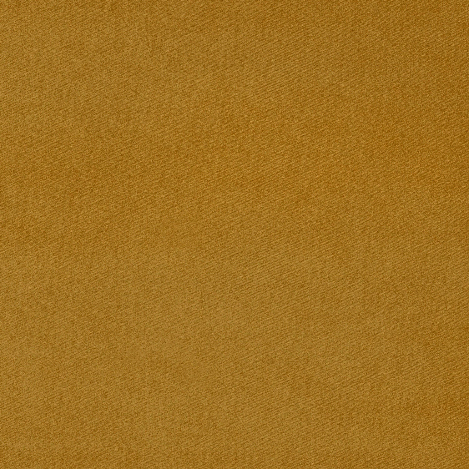 Fabric swatch of a yellow eco plain velvet – suitable for use as a velvet upholstery fabric or velvet curtains