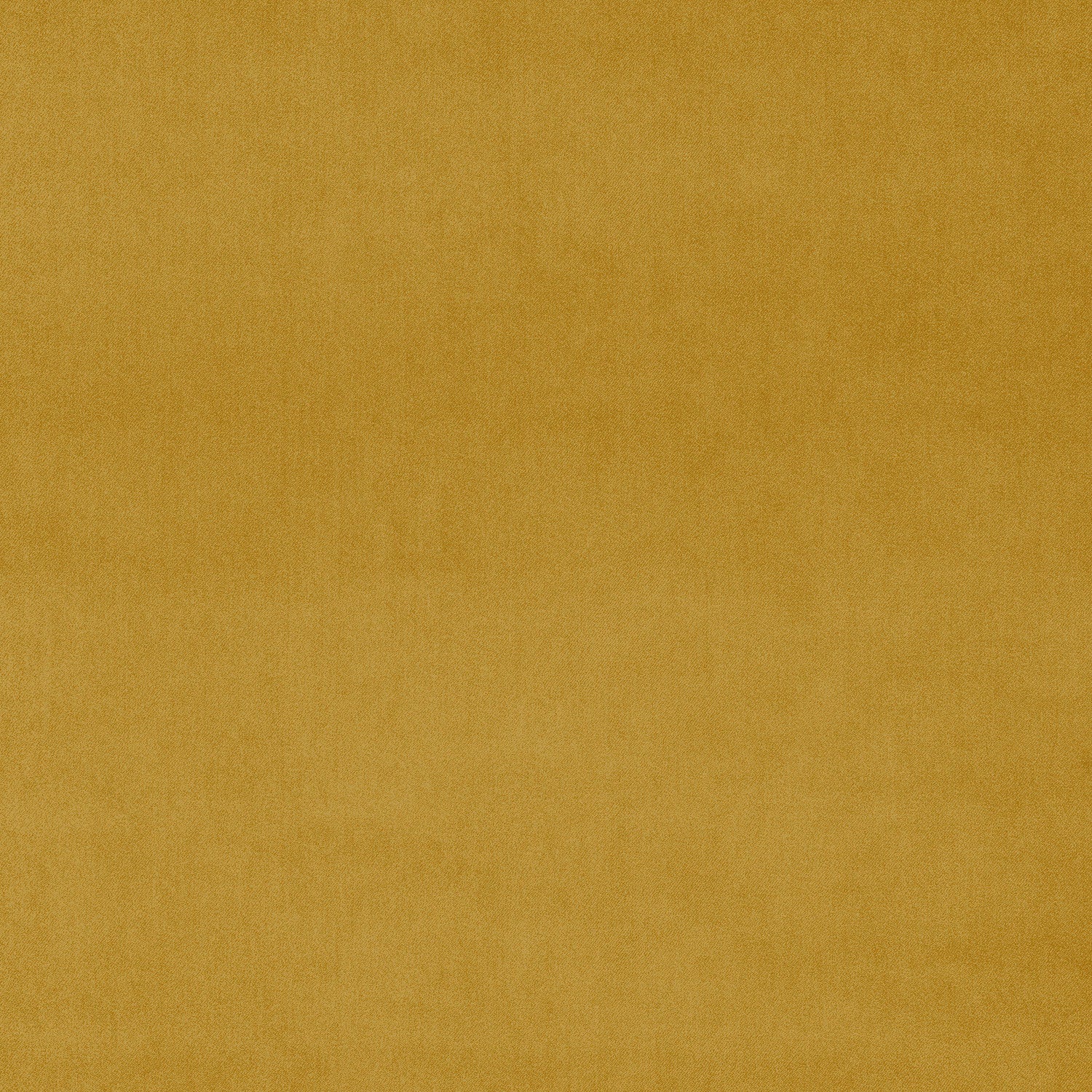 Fabric swatch of a yellow plain velvet – suitable for use as a velvet upholstery fabric or velvet curtains