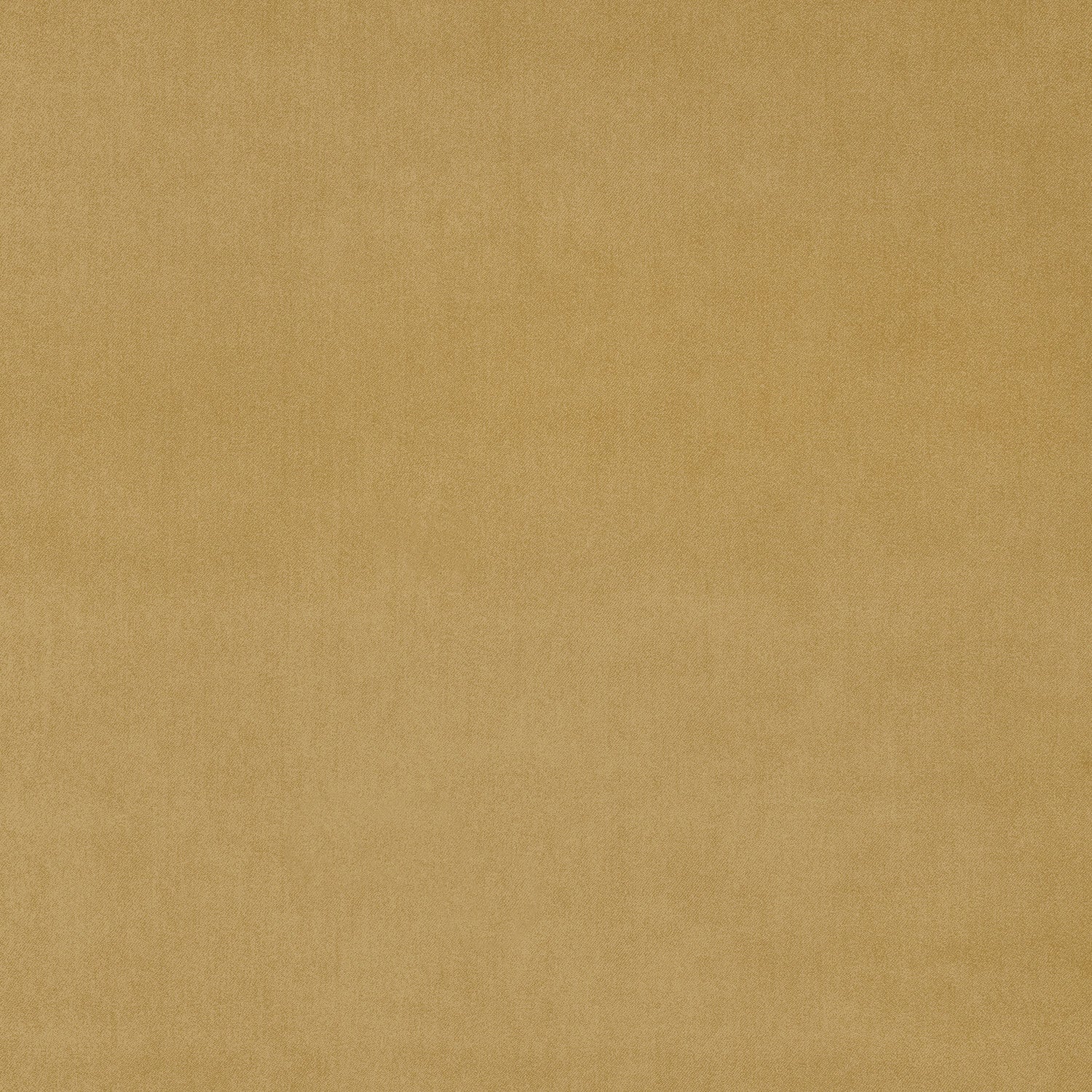 Fabric swatch of a gold eco plain velvet – suitable for use as a velvet upholstery fabric or velvet curtains